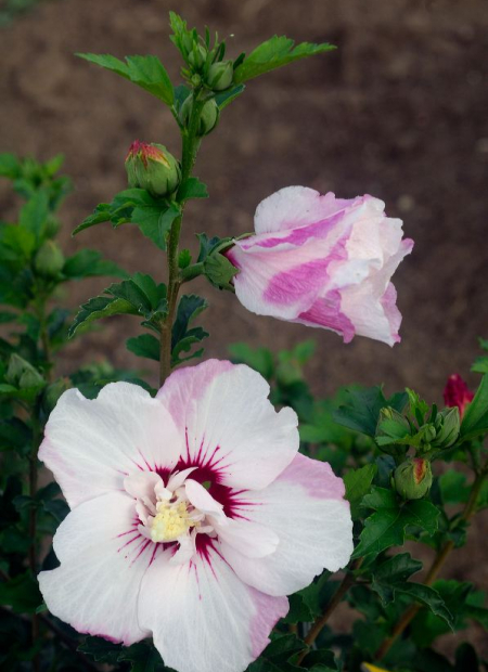 © Hortival Diffusion - Tous droits réservés