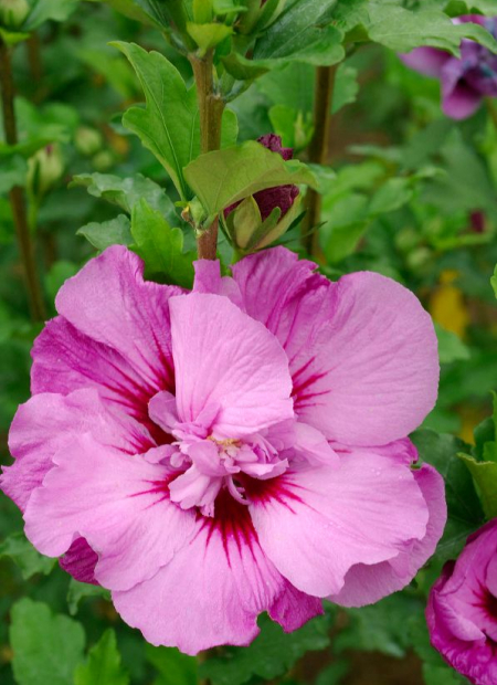 © Hortival Diffusion - Tous droits réservés