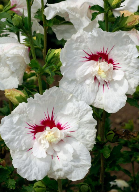 © Hortival Diffusion - Tous droits réservés