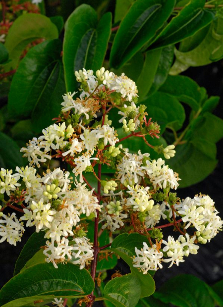 © Hortival Diffusion - Tous droits réservés