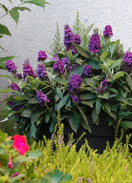 © Hortival Diffusion - Tous droits réservés