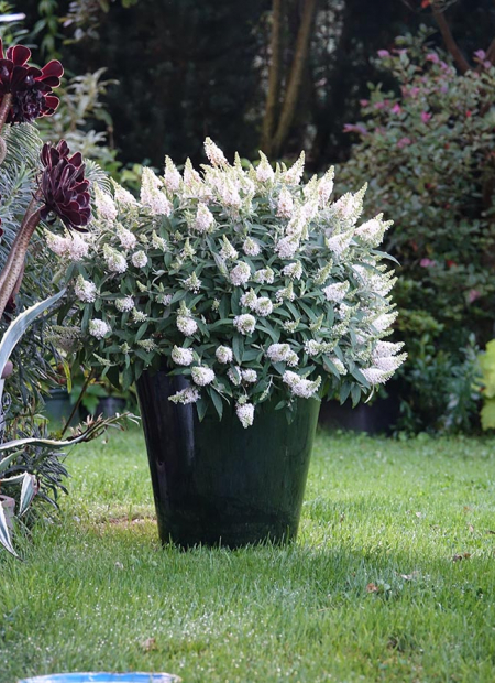 © Hortival Diffusion - Tous droits réservés