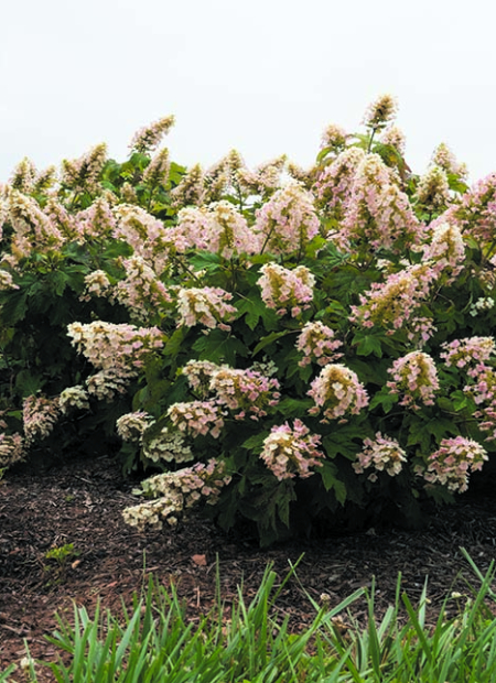 © Star Roses & Plants