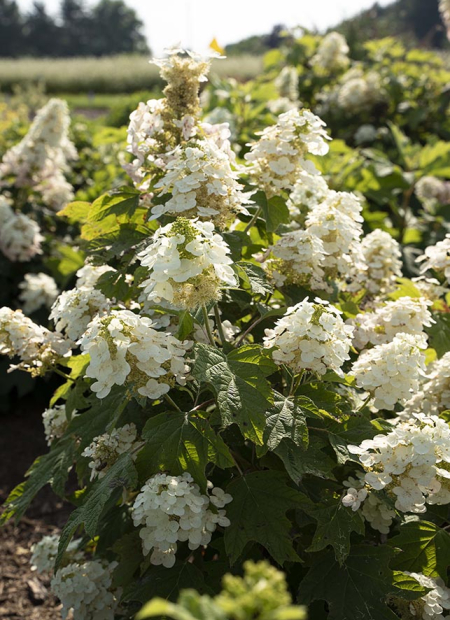 © Star Roses & Plants