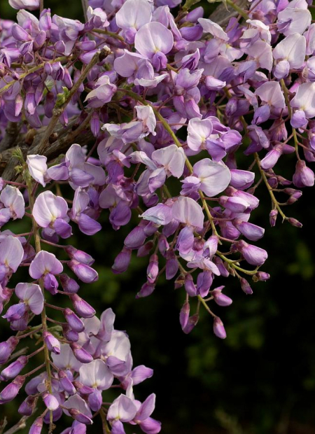 © Hortival Diffusion - Tous droits réservés
