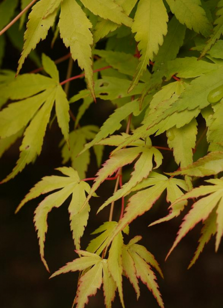 © Hortival Diffusion - Tous droits réservés