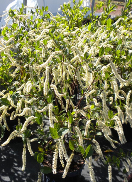 ©Bailey Nurseries (US)