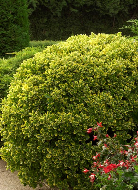 © Hortival Diffusion - Tous droits réservés