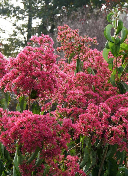 ©Spring Meadow Nursery (US)