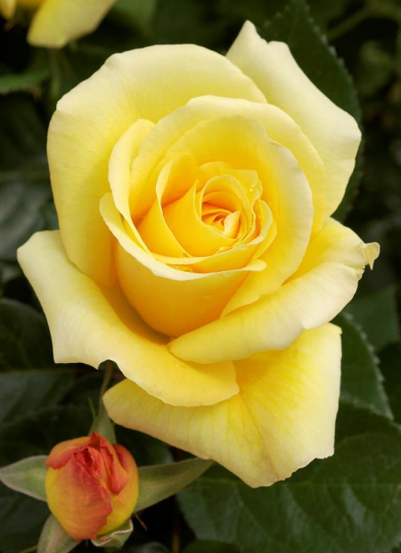 © Hortival Diffusion - Tous droits réservés