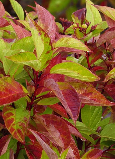 ©Bailey Nurseries (US)