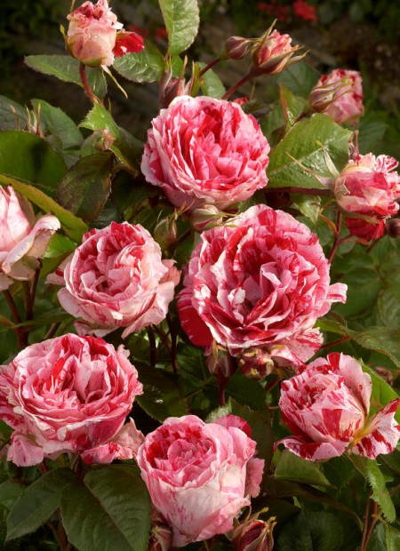 © Hortival Diffusion - Tous droits réservés