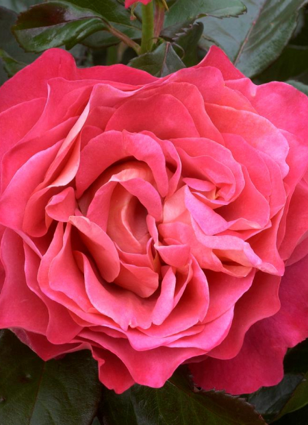 © Hortival Diffusion - Tous droits réservés