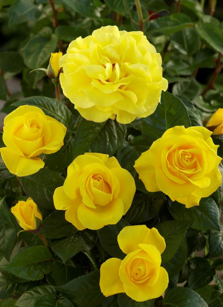 © Hortival Diffusion - Tous droits réservés