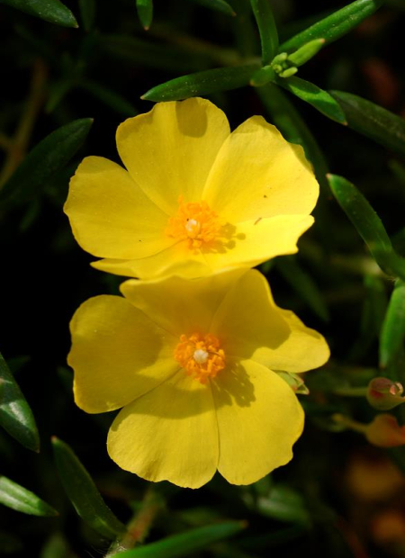 © Hortival Diffusion - Tous droits réservés