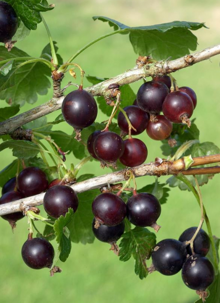 © Hortival Diffusion - Tous droits réservés