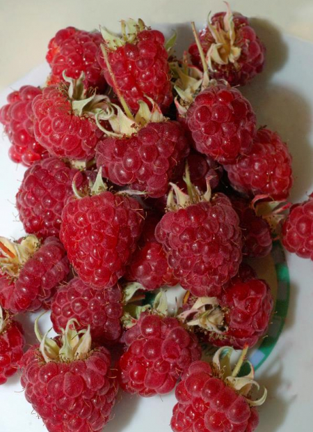 © Hortival Diffusion - Tous droits réservés