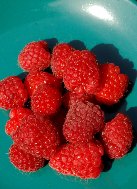 © Hortival Diffusion - Tous droits réservés