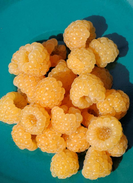 © Hortival Diffusion - Tous droits réservés