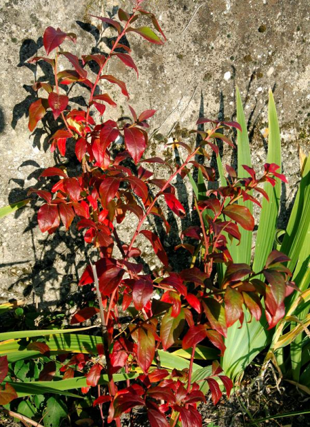 © Hortival Diffusion - Tous droits réservés