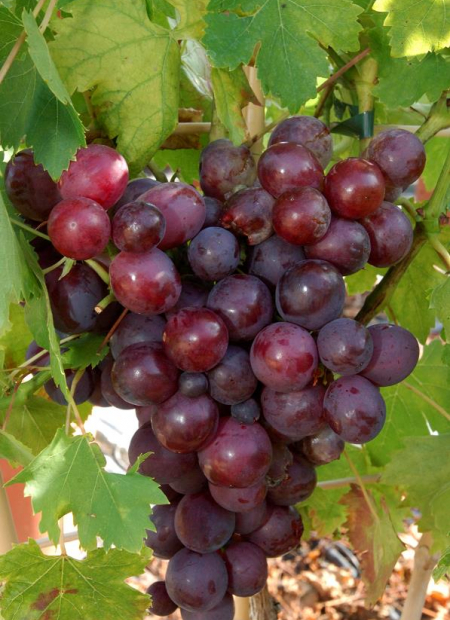 © Hortival Diffusion - Tous droits réservés