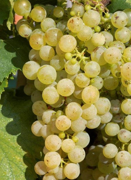 © Hortival Diffusion - Tous droits réservés