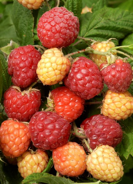 © Hortival Diffusion - Tous droits réservés