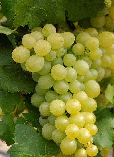 © Hortival Diffusion - Tous droits réservés