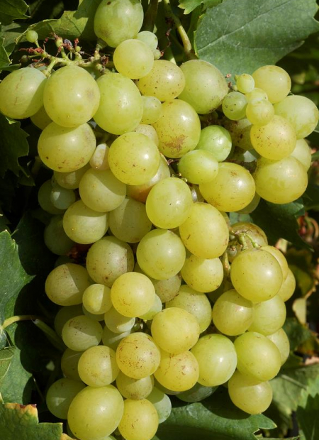 © Hortival Diffusion - Tous droits réservés