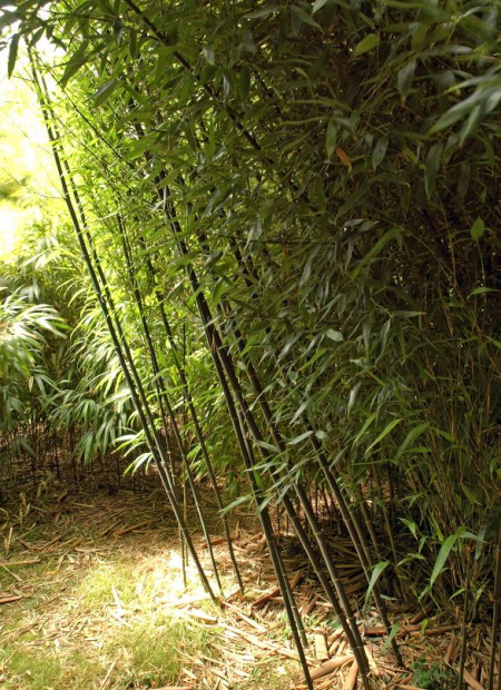 © Hortival Diffusion - Tous droits réservés