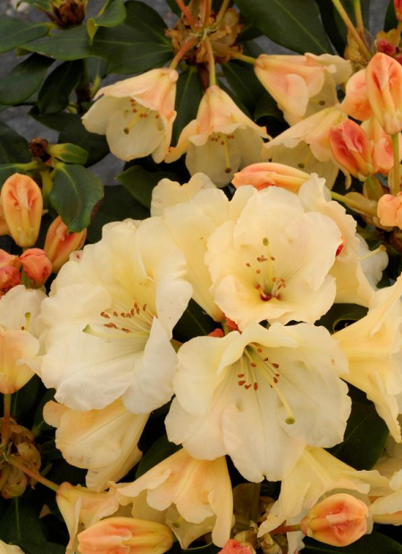 © Hortival Diffusion - Tous droits réservés