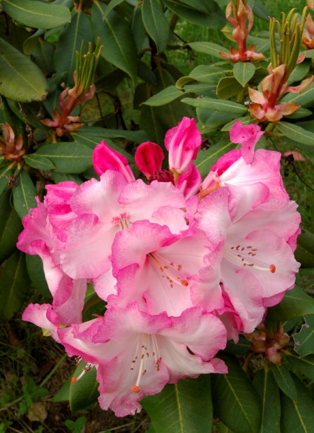 © Hortival Diffusion - Tous droits réservés