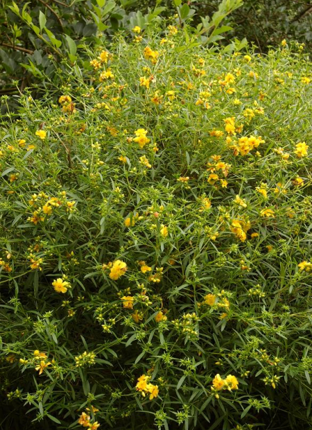 © Hortival Diffusion - Tous droits réservés