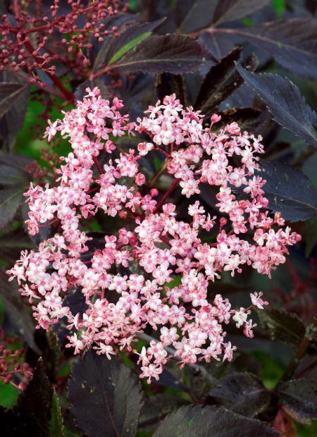 © Hortival Diffusion - Tous droits réservés