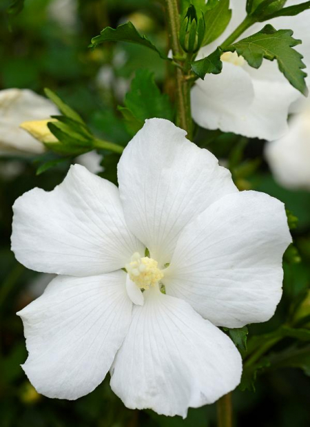 © Hortival Diffusion - Tous droits réservés