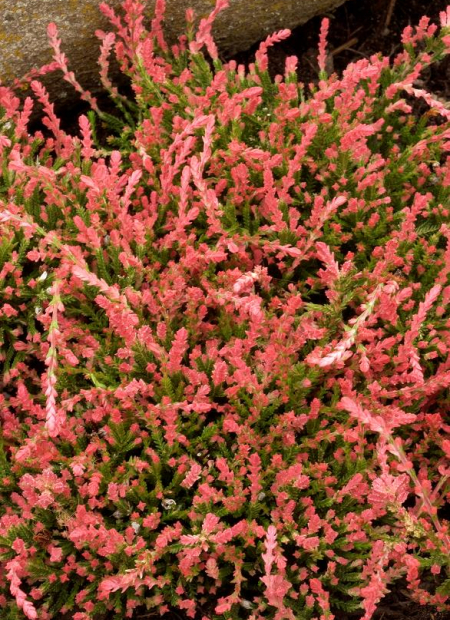 © Hortival Diffusion - Tous droits réservés