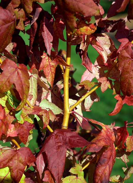 © Hortival Diffusion - Tous droits réservés