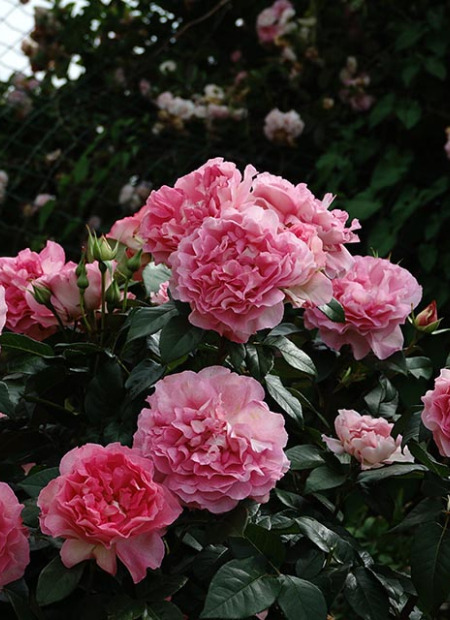 © Hortival Diffusion - Tous droits réservés