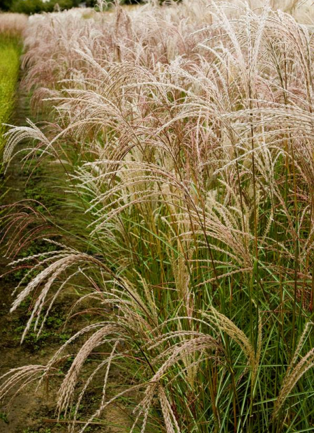 © Hortival Diffusion - Tous droits réservés