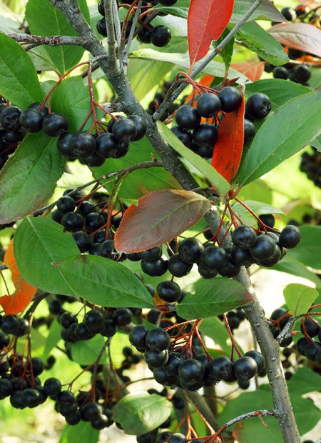 © Hortival Diffusion - Tous droits réservés