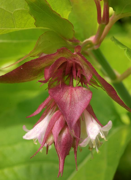 © Hortival Diffusion - Tous droits réservés