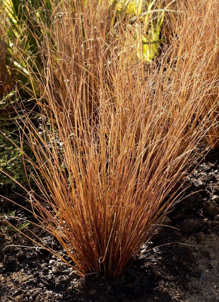 © Hortival Diffusion - Tous droits réservés