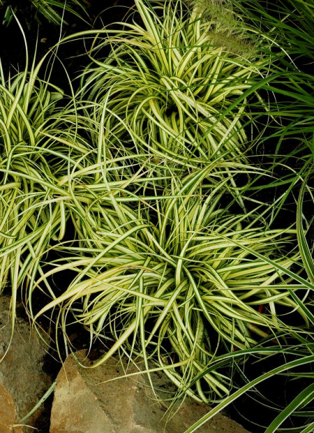 © Hortival Diffusion - Tous droits réservés