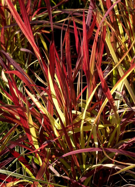 © Hortival Diffusion - Tous droits réservés