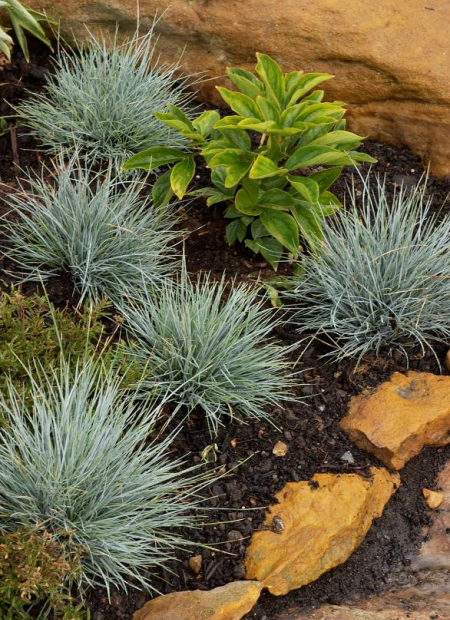 © Hortival Diffusion - Tous droits réservés