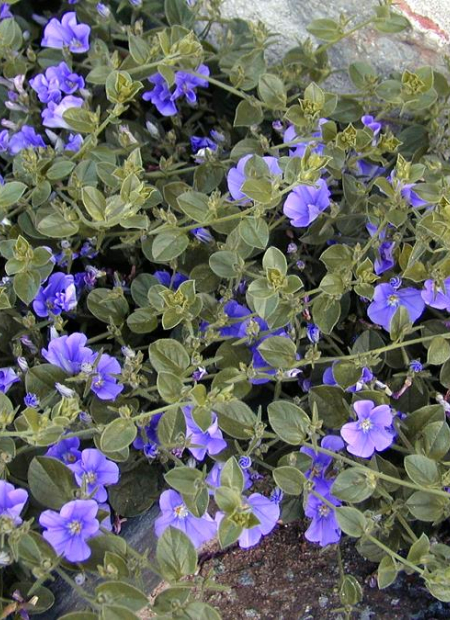 © Hortival Diffusion - Tous droits réservés