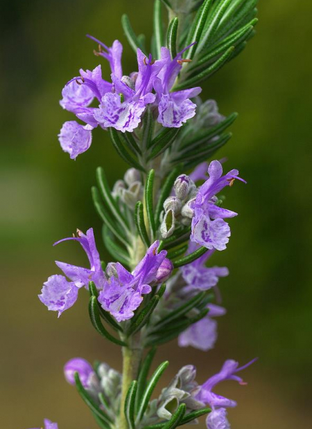 © Hortival Diffusion - Tous droits réservés