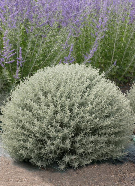 © Hortival Diffusion - Tous droits réservés