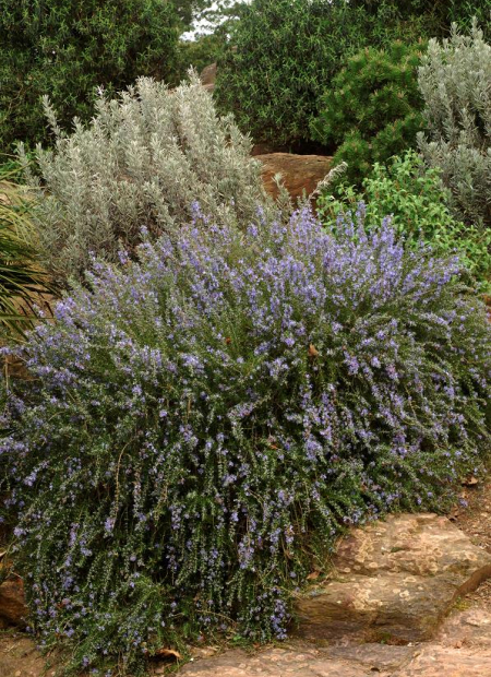 © Hortival Diffusion - Tous droits réservés