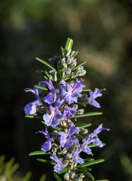 © Hortival Diffusion - Tous droits réservés